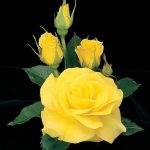 Rosa 'Sunsprite'