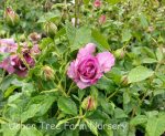 Rosa 'Sweet Madame Blue'