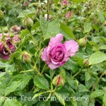 Rosa 'Sweet Madame Blue'