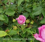 Rosa 'Sweet Madame Blue' - Image 2
