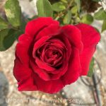 Rosa 'Tess of D'Urbervilles' CL