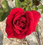 Rosa 'Tess of D'Urbervilles' CL