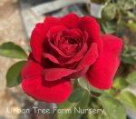 Rosa 'Tess of D'Urbervilles' CL - Image 2