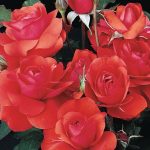 Rosa 'Trumpeter' STD