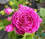 Rosa 'Twilight Zone' STD