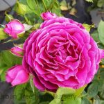 Rosa 'Twilight Zone' STD