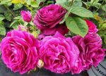 Rosa 'Twilight Zone' - Image 3