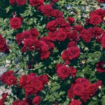 Rosa 'Valentines Day' CL