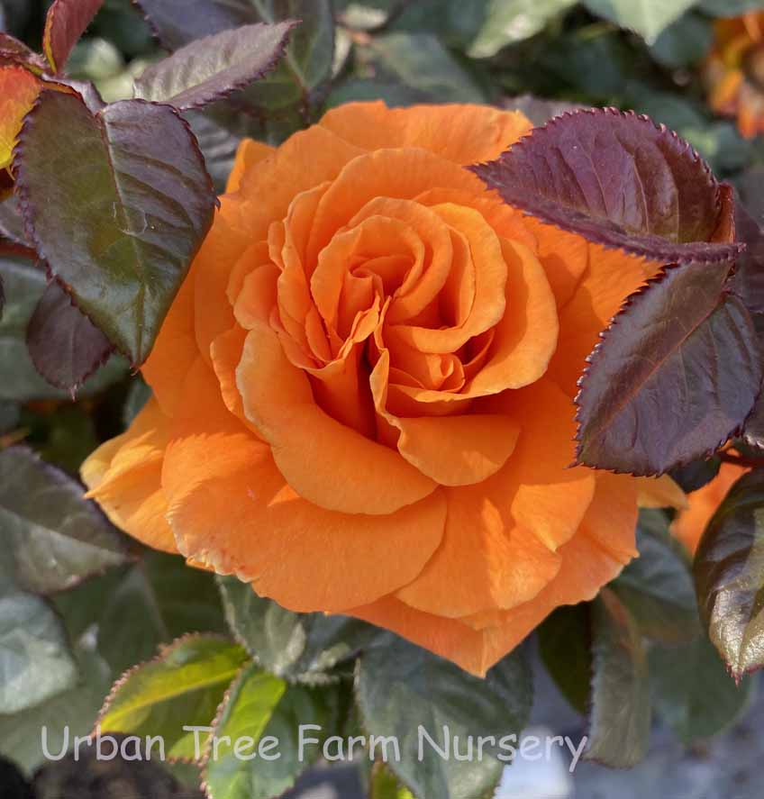 Rosa-Vavoom-a Rosa 'Vavoom' - Image 1