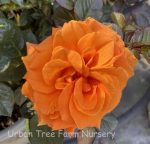 Rosa 'Vavoom' - Image 2