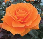 Rosa 'Vavoom' - Image 3