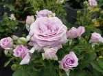 Rosa 'Violet's Pride'