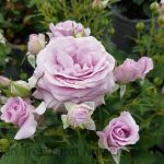 Rosa 'Violet's Pride'