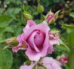 Rosa 'Violet's Pride' - Image 2