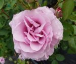 Rosa 'Violet's Pride' - Image 3