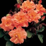 Rosa 'Westerland' CL