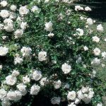 Rosa 'White Dawn' CL