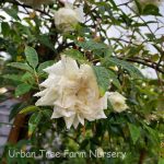 Rosa banksiae 'Alba Plena'