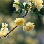 Rosa banksiae 'Lutea'