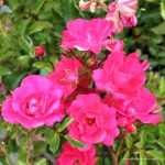 Rosa prostrata 'Pink'