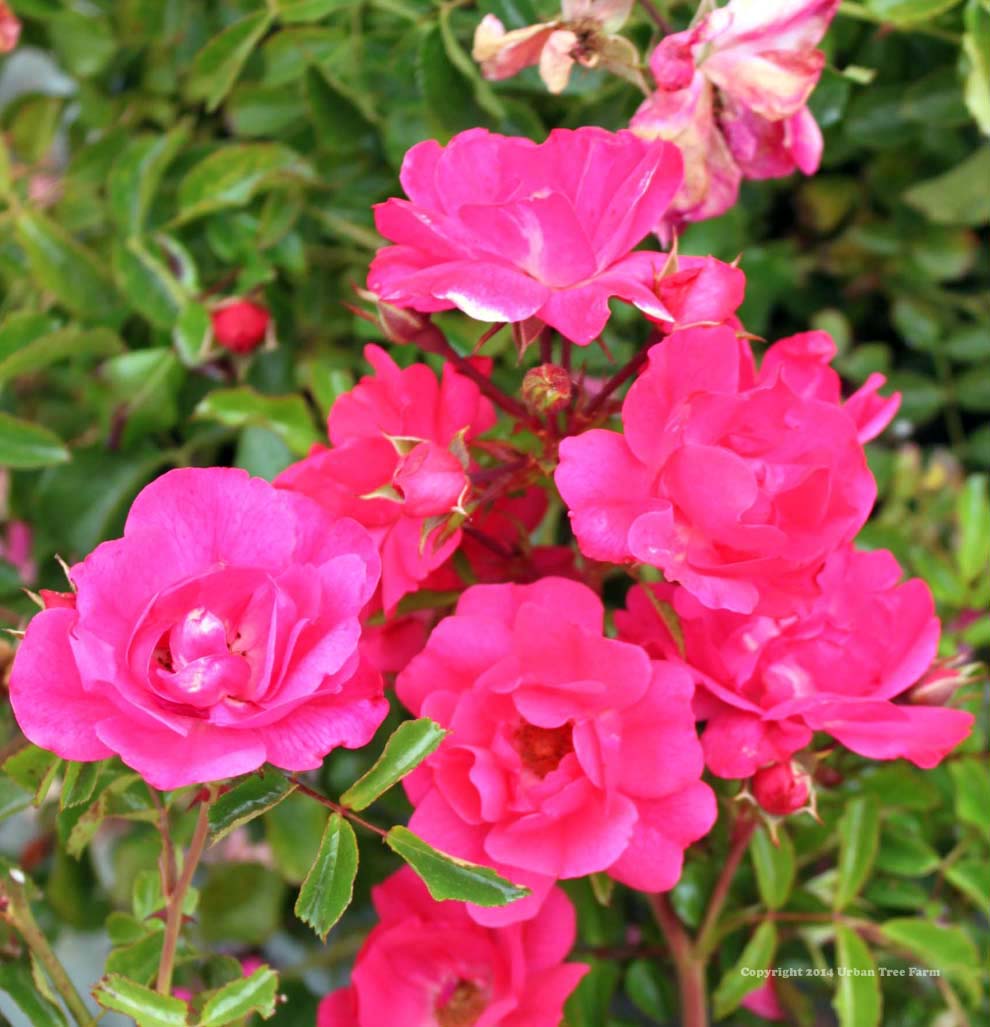 Rosa-prostrata-Pink-a Rosa prostrata 'Pink' - Image 1