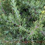 Rosmarinus 'Chef's Choice'