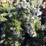 Rosmarinus 'Prostratus'
