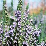 Rosmarinus 'Tuscan Blue'