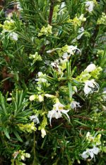 Rosmarinus 'White'