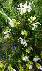 Rosmarinus 'White' - Image 2