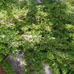 Rubus pentalobus 'Emerald Carpet'
