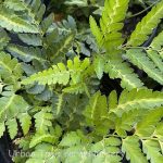 Rumohra adiantiformis 'Variegata'