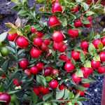 Ruscus aculeatus 'Wheeler's Variety'