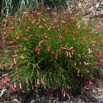 Russelia equisetiformis