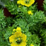 Ruta graveolens 'Compact Form'