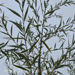 Salix babylonica