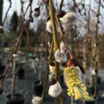 Salix caprea 'Pendula'