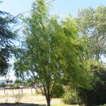 Salix matsudana 'Tortuosa'