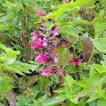 Salvia 'Amante'