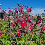 Salvia 'Bright Eyes'