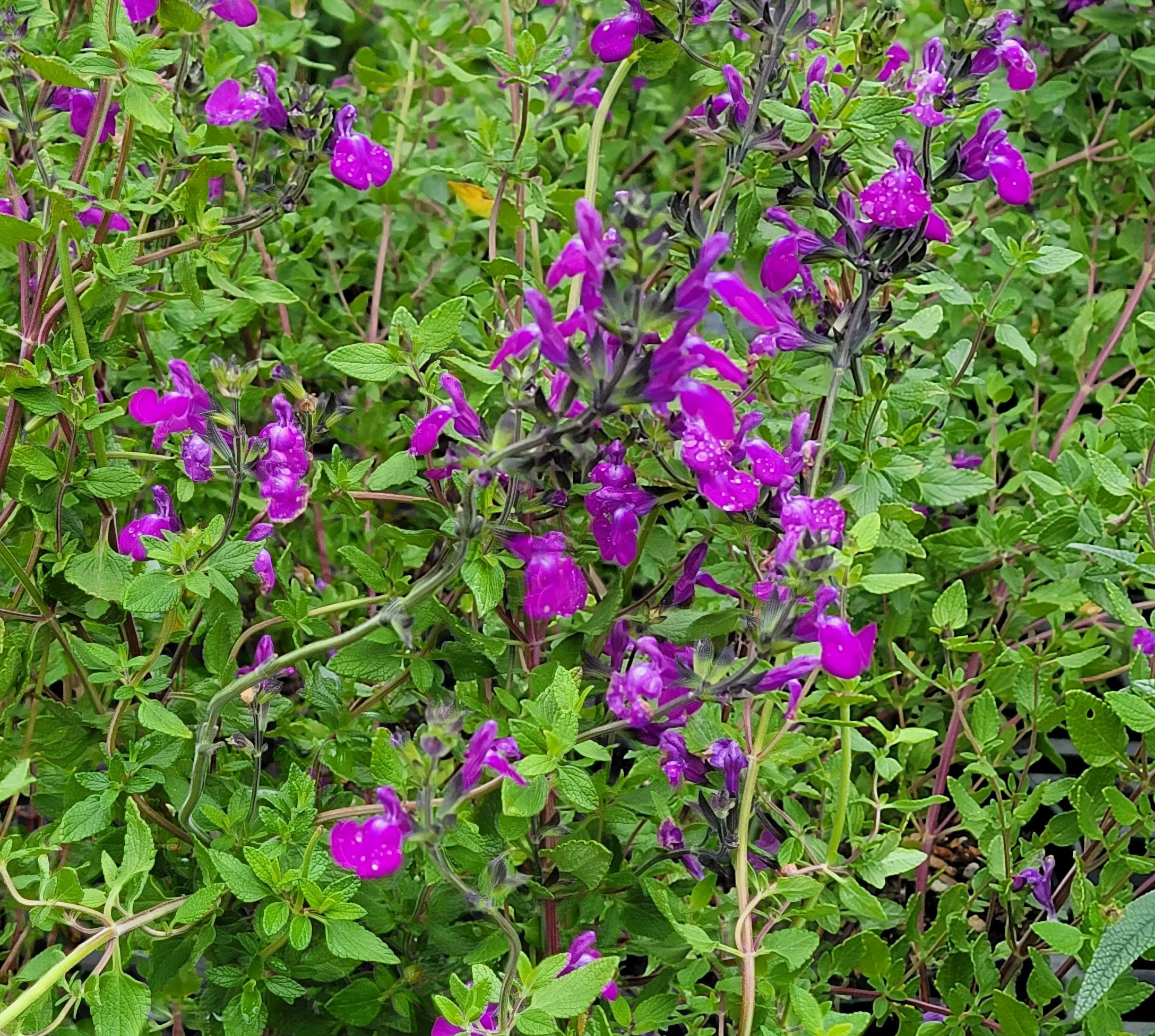 Salvia-Christine-Yeo-b Salvia 'Christine Yeo' - Image 1
