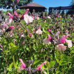 Salvia 'Dancing Dolls'