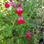 Salvia 'Dancing Lights'