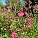 Salvia 'Debbie's Rose'