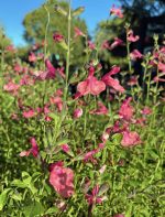 Salvia 'Debbie's Rose'