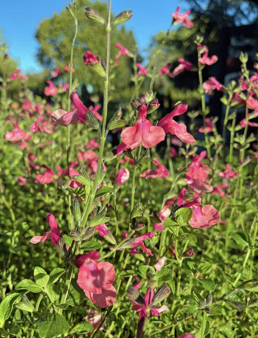 Salvia-Debbies-Rose-a Salvia 'Debbie's Rose' - Image 1