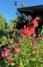 Salvia 'Debbie's Rose' - Image 2