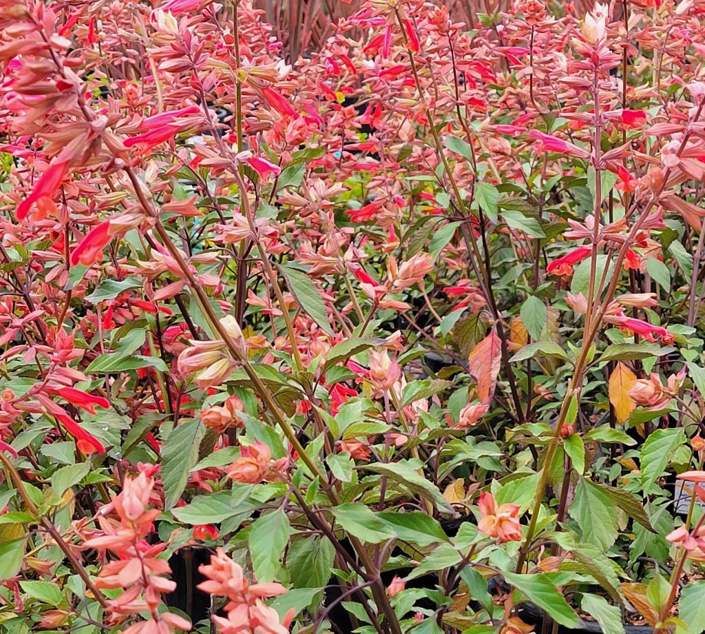 Salvia 'Ember's Wish' | Urban Tree Farm Nursery