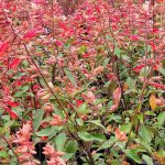 Salvia 'Ember's Wish'