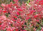 Salvia 'Ember's Wish' - Image 2